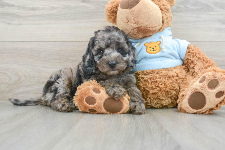 Energetic Golden Doodle Poodle Mix Puppy