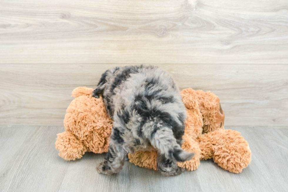 Cute Mini Goldendoodle Baby