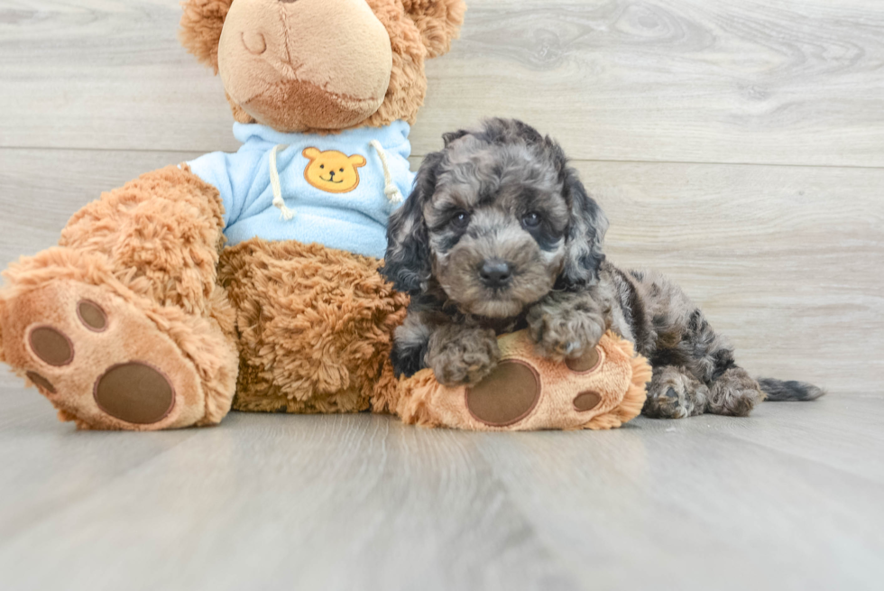 Best Mini Goldendoodle Baby