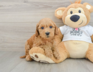 8 week old Mini Goldendoodle Puppy For Sale - Pilesgrove Pups