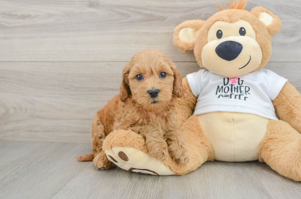 7 week old Mini Goldendoodle Puppy For Sale - Pilesgrove Pups