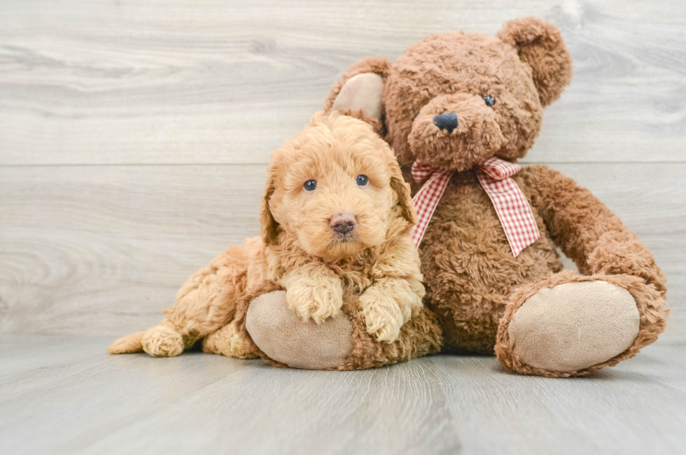 6 week old Mini Goldendoodle Puppy For Sale - Pilesgrove Pups