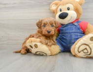 7 week old Mini Goldendoodle Puppy For Sale - Pilesgrove Pups