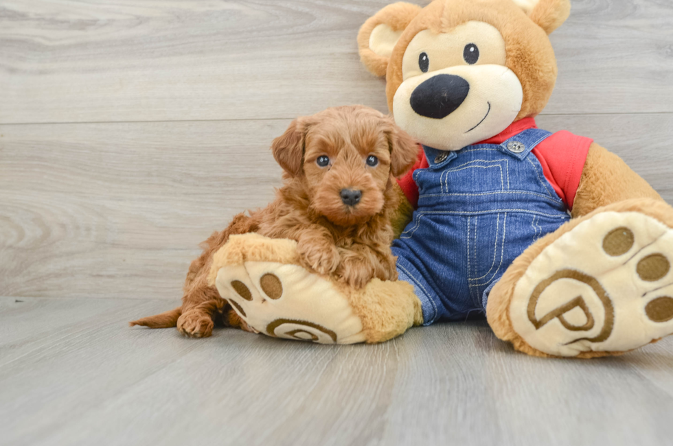 6 week old Mini Goldendoodle Puppy For Sale - Pilesgrove Pups