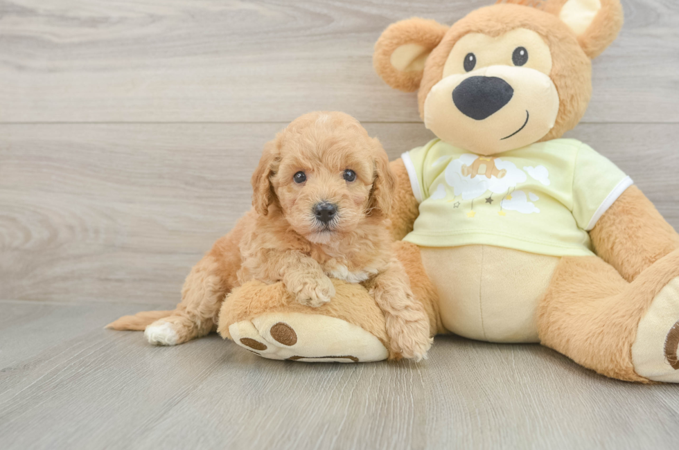5 week old Mini Goldendoodle Puppy For Sale - Pilesgrove Pups