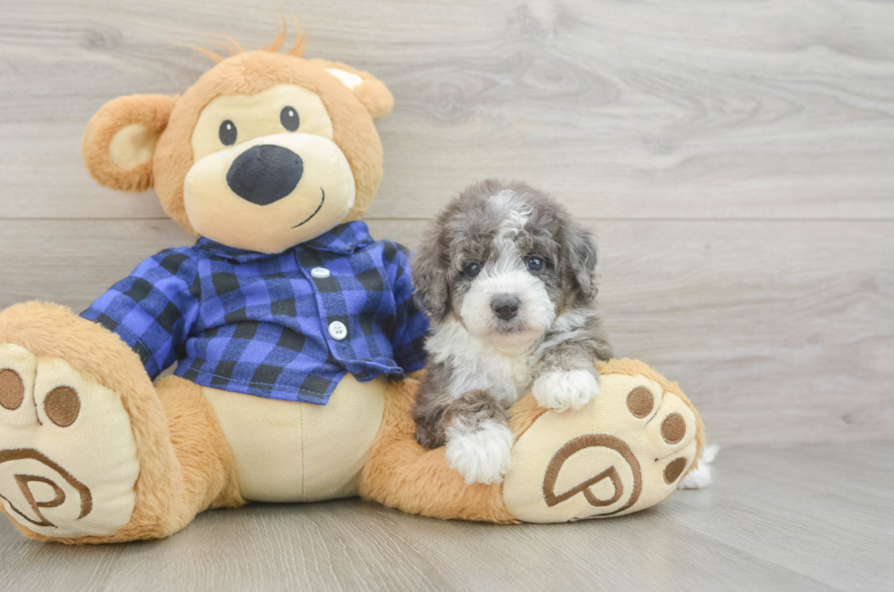5 week old Mini Goldendoodle Puppy For Sale - Pilesgrove Pups