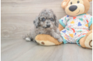 Happy Mini Goldendoodle Baby