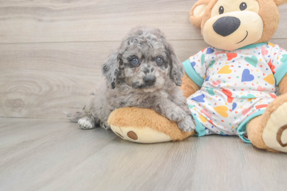 Happy Mini Goldendoodle Baby