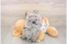 Best Mini Goldendoodle Baby