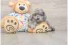 Mini Goldendoodle Pup Being Cute