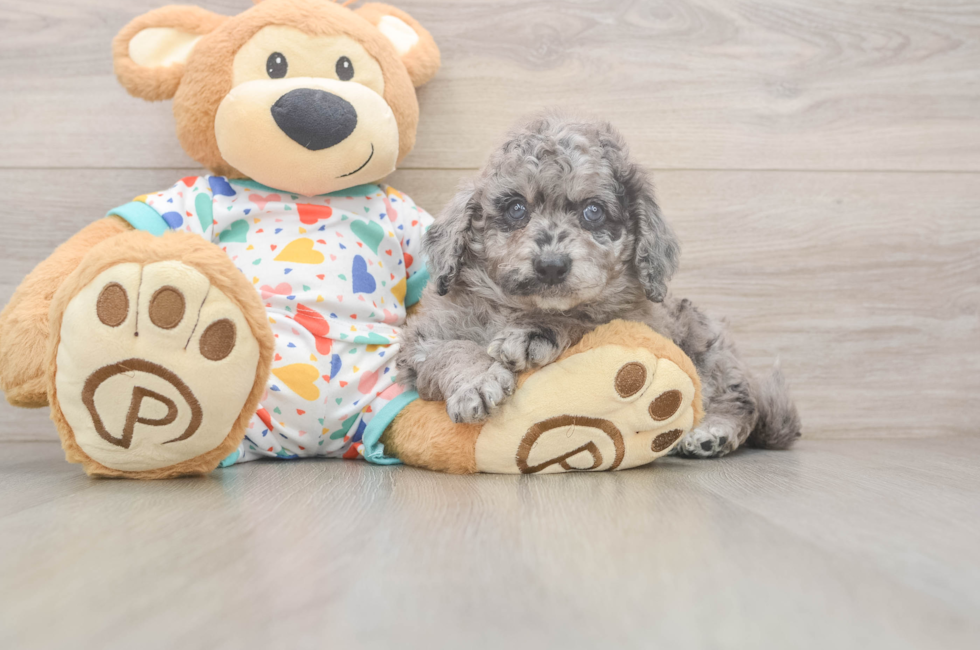 5 week old Mini Goldendoodle Puppy For Sale - Pilesgrove Pups