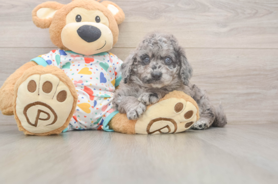 Mini Goldendoodle Pup Being Cute