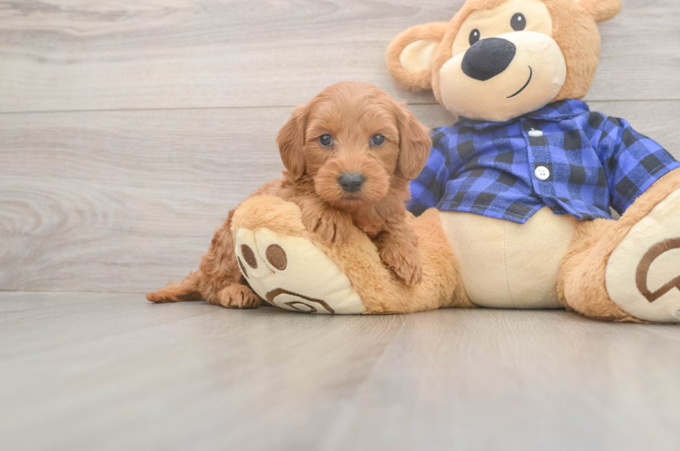 6 week old Mini Goldendoodle Puppy For Sale - Pilesgrove Pups