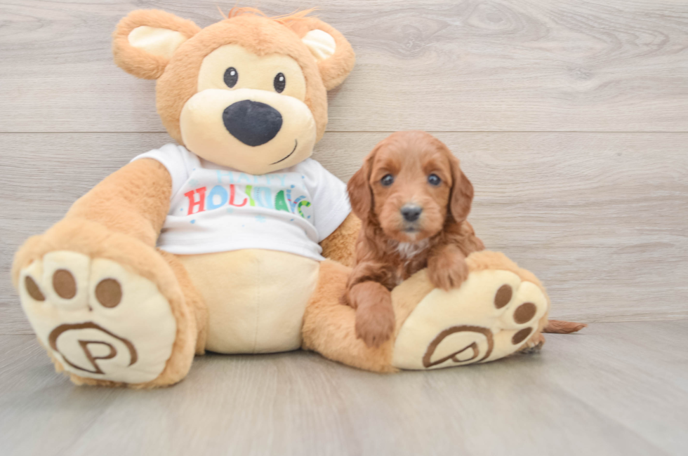 6 week old Mini Goldendoodle Puppy For Sale - Pilesgrove Pups