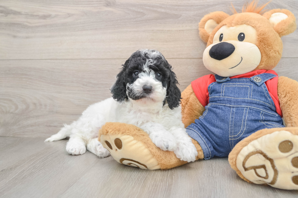 Best Mini Goldendoodle Baby