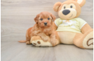 Best Mini Goldendoodle Baby