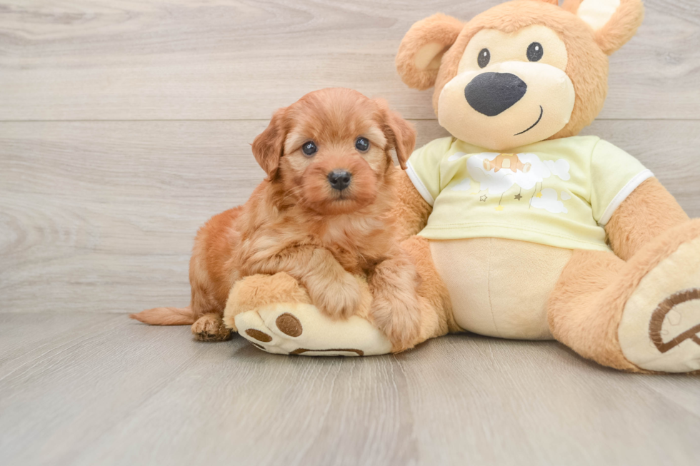 Best Mini Goldendoodle Baby