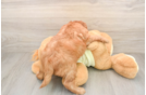 Hypoallergenic Mini Goldiepoo Poodle Mix Puppy
