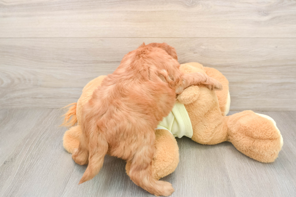 Hypoallergenic Mini Goldiepoo Poodle Mix Puppy