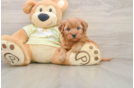 Mini Goldendoodle Puppy for Adoption