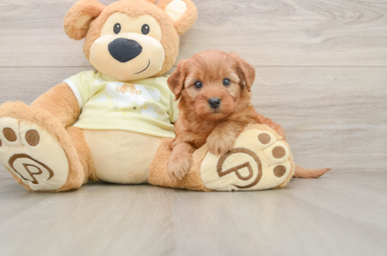 Mini Goldendoodle Puppy for Adoption