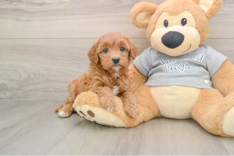 Friendly Mini Goldendoodle Baby