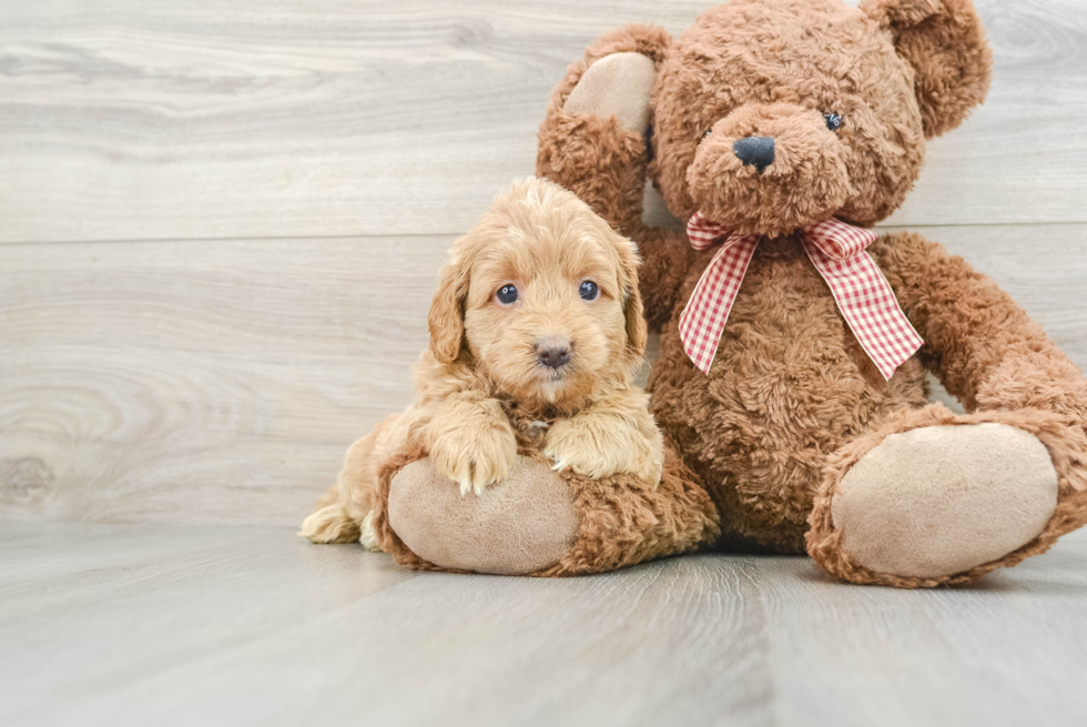 Funny Mini Goldendoodle Poodle Mix Pup