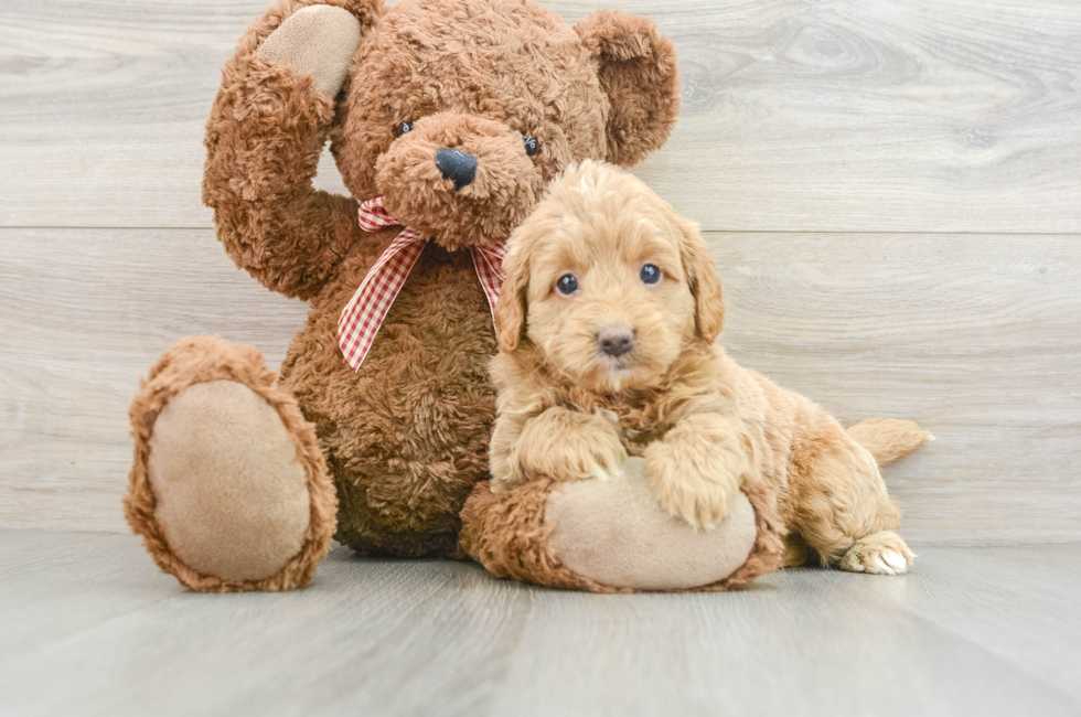 6 week old Mini Goldendoodle Puppy For Sale - Pilesgrove Pups