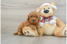 Hypoallergenic Mini Goldiepoo Poodle Mix Puppy