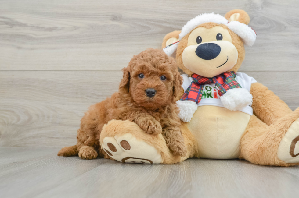 5 week old Mini Goldendoodle Puppy For Sale - Pilesgrove Pups