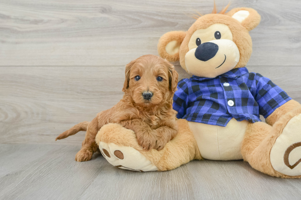 Mini Goldendoodle Pup Being Cute