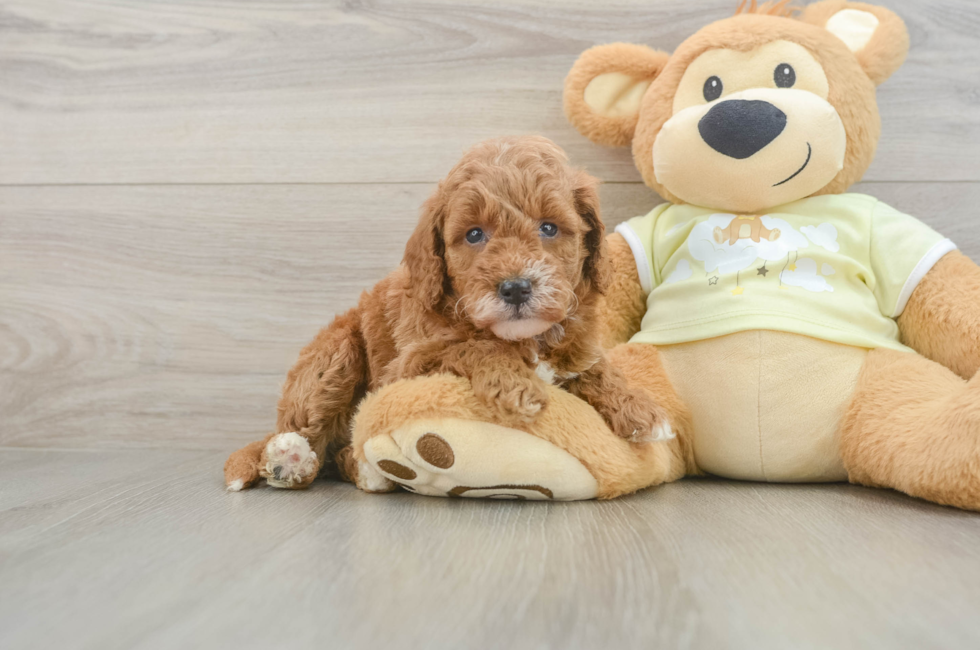 5 week old Mini Goldendoodle Puppy For Sale - Pilesgrove Pups