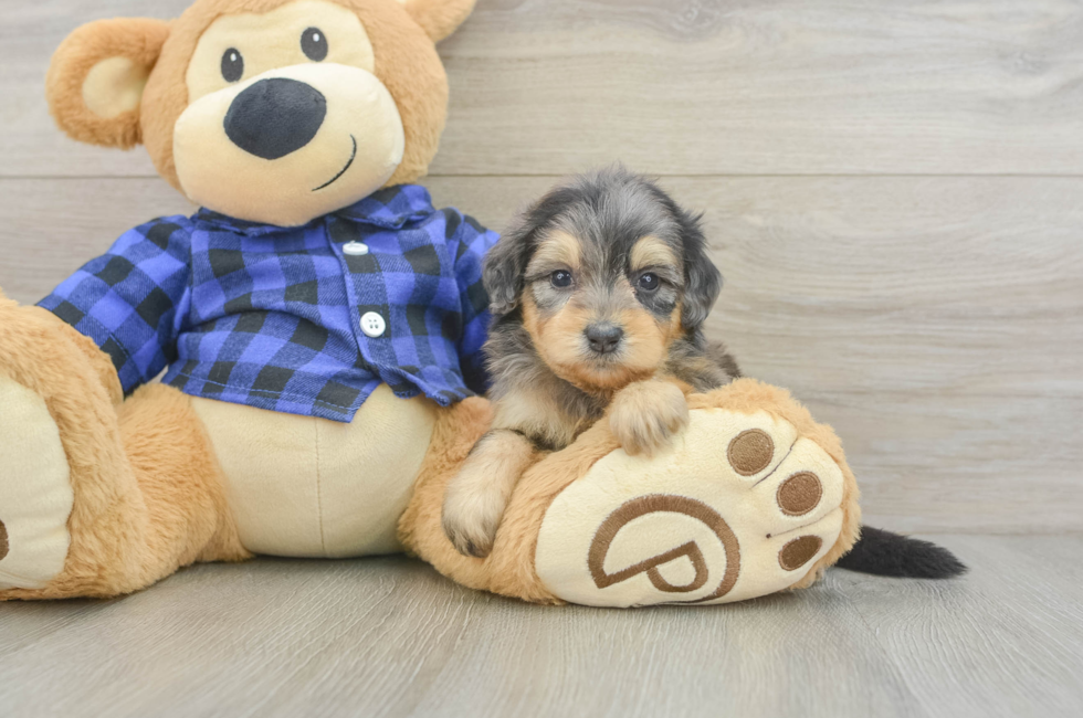 5 week old Mini Goldendoodle Puppy For Sale - Pilesgrove Pups