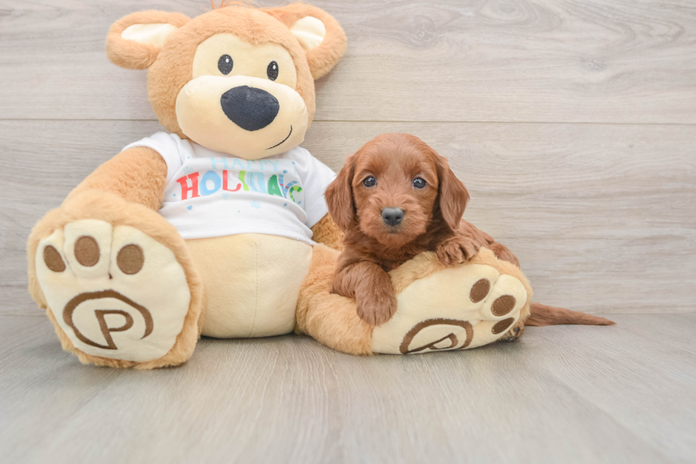 Mini Goldendoodle Pup Being Cute
