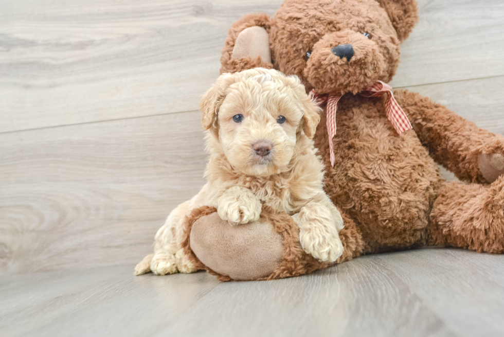 Best Mini Goldendoodle Baby