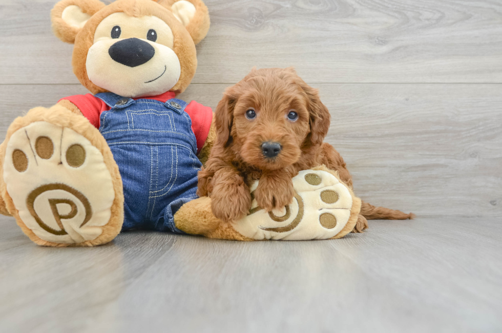 6 week old Mini Goldendoodle Puppy For Sale - Pilesgrove Pups