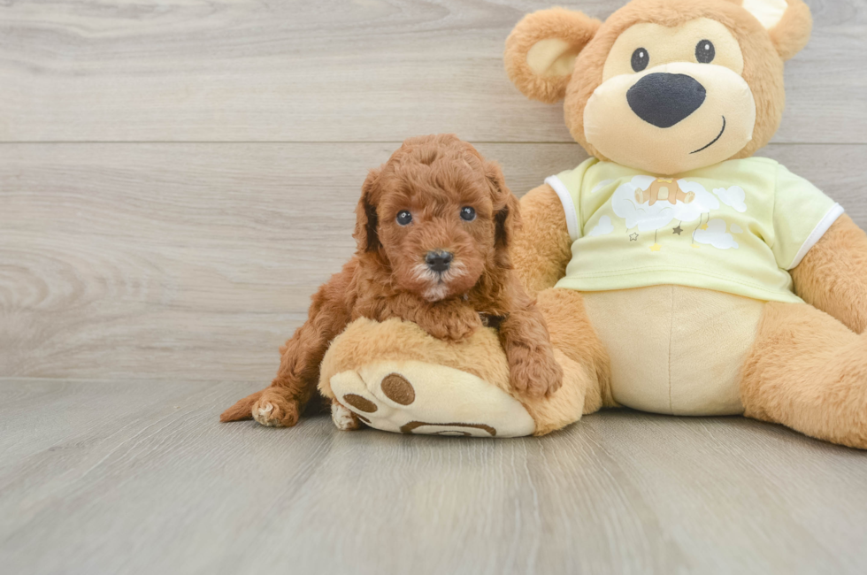 5 week old Mini Goldendoodle Puppy For Sale - Pilesgrove Pups