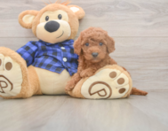 7 week old Mini Goldendoodle Puppy For Sale - Pilesgrove Pups