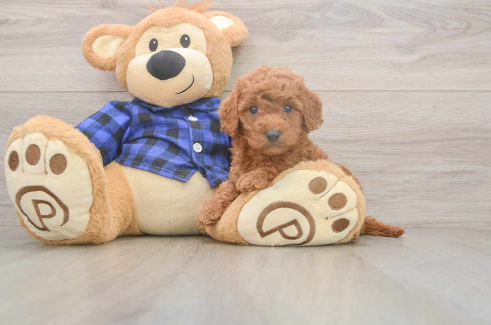 6 week old Mini Goldendoodle Puppy For Sale - Pilesgrove Pups