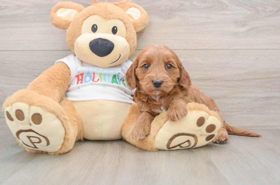 6 week old Mini Goldendoodle Puppy For Sale - Pilesgrove Pups
