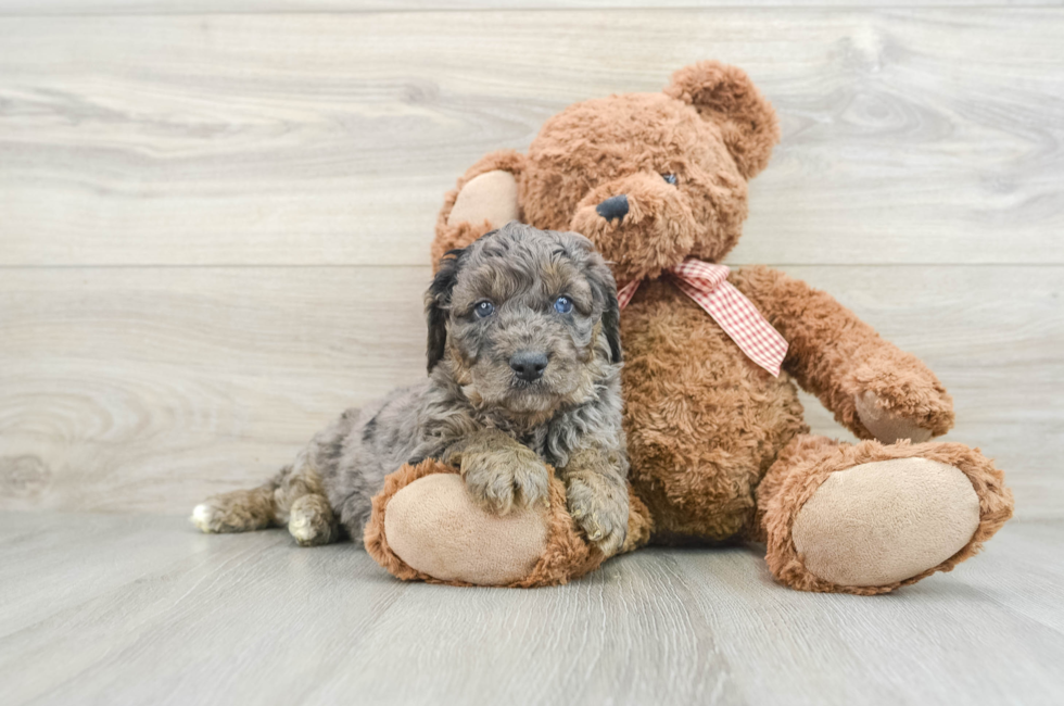 6 week old Mini Goldendoodle Puppy For Sale - Pilesgrove Pups