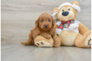 Best Mini Goldendoodle Baby