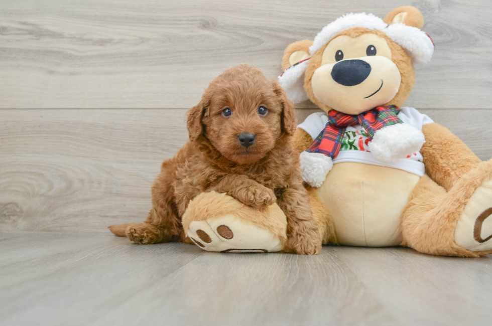 5 week old Mini Goldendoodle Puppy For Sale - Pilesgrove Pups