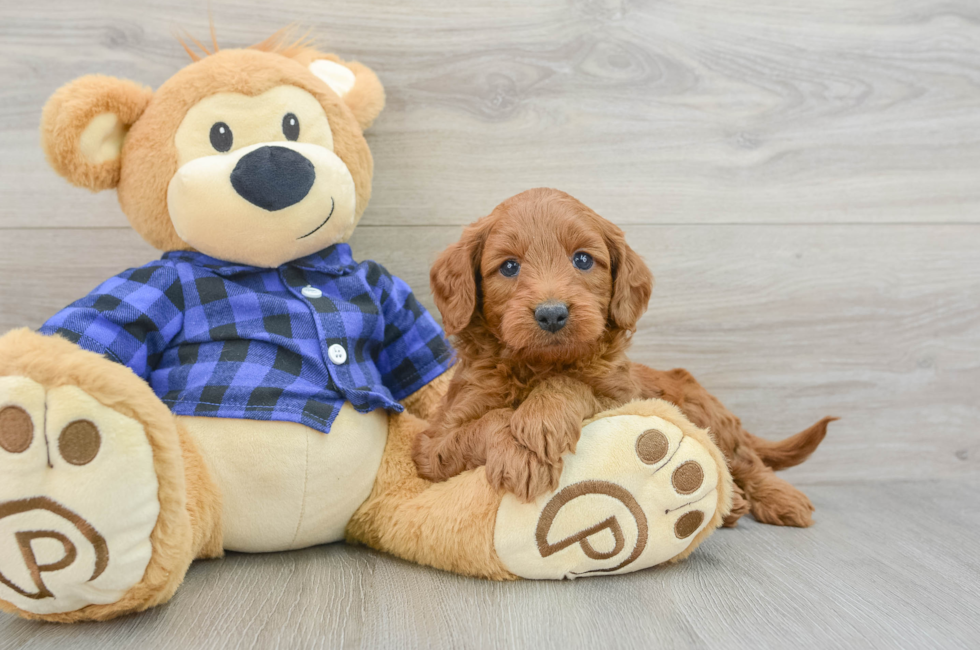 5 week old Mini Goldendoodle Puppy For Sale - Pilesgrove Pups