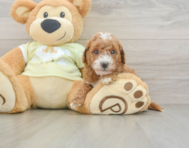 7 week old Mini Goldendoodle Puppy For Sale - Pilesgrove Pups