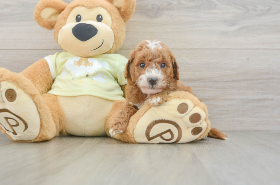 5 week old Mini Goldendoodle Puppy For Sale - Pilesgrove Pups