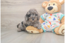 Mini Goldendoodle Puppy for Adoption