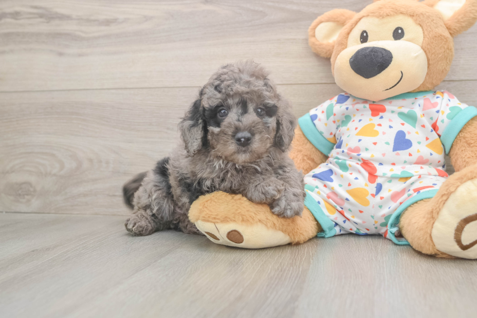 Mini Goldendoodle Puppy for Adoption