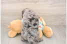 Best Mini Goldendoodle Baby