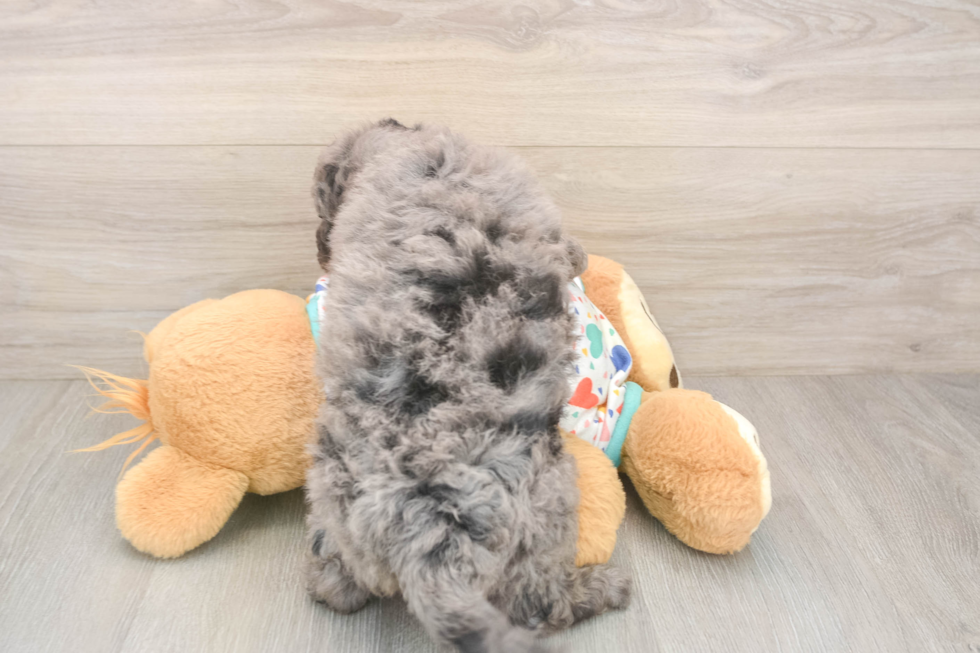 Best Mini Goldendoodle Baby